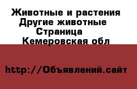 Животные и растения Другие животные - Страница 2 . Кемеровская обл.